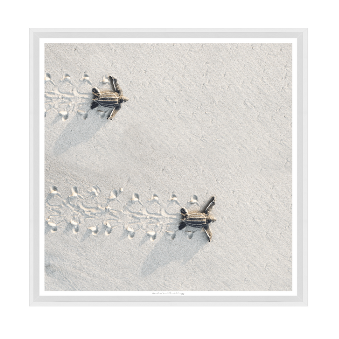 Leatherback Hatchlings, 29" x 29"