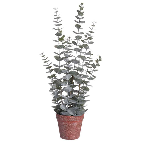 Eucalyptus Plant in Plastic Pot, Green/Gray, 23"