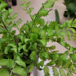 Fern In Cement Pot, Green, 15"