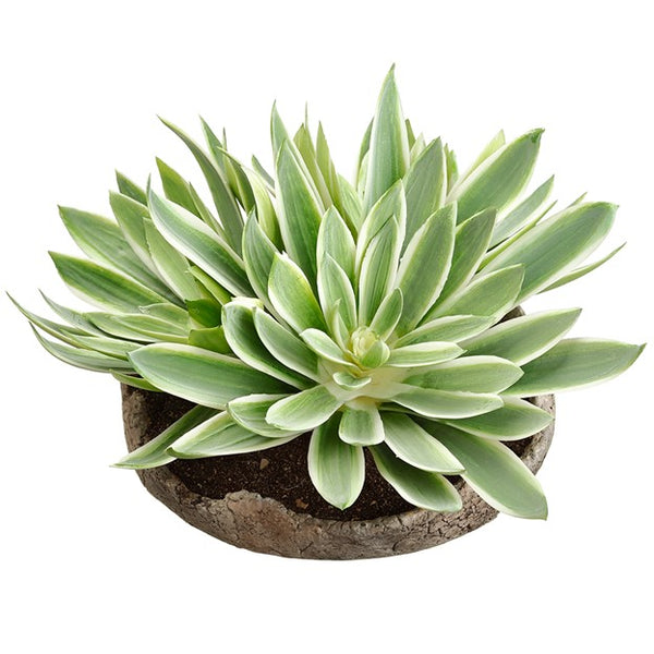 Echeveria in Cement Pot, Green/Cream, 8"