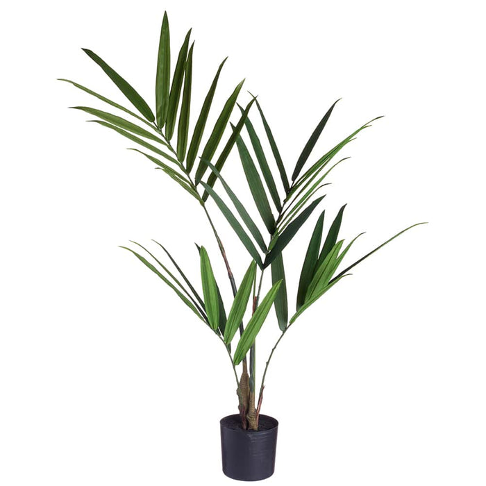Kentia Palm, 36"