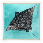 Eagle Ray, 30" x 30"