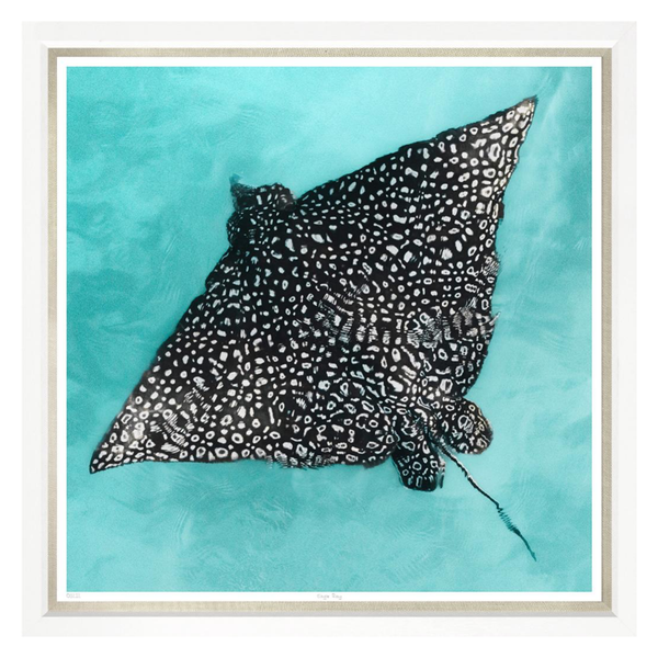 Eagle Ray, 30" x 30"