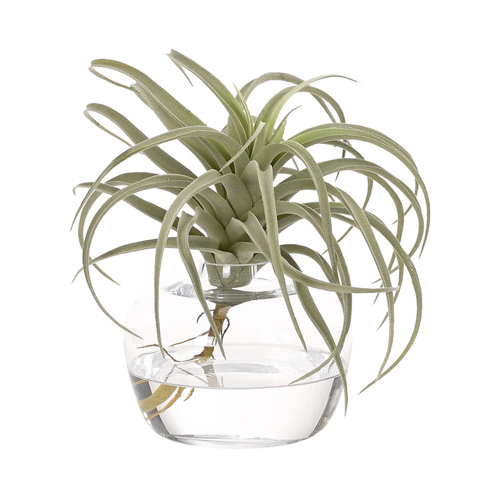 Succulent Tillandsia, Faux Greenery Watergarden, 10"