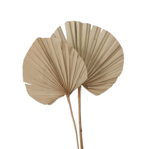 Dried Palm Fan, Natural, 26"