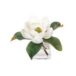 Magnolia, White, in Glass Cube Faux Watergarden, 7″