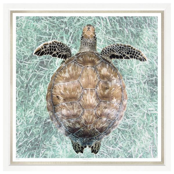 Floating Turtle, 43" x 43"