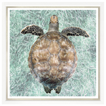 Floating Turtle, 43" x 43"