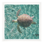 Green Sea Turtle, 29" x 29"