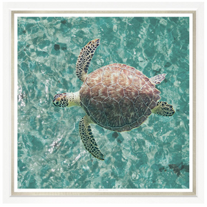 Green Sea Turtle, 43" x 43"