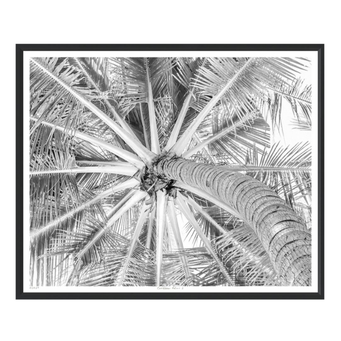 Caribbean Palms II, 37"H x 44"W
