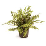 Boston Fern Drop-In, 12"