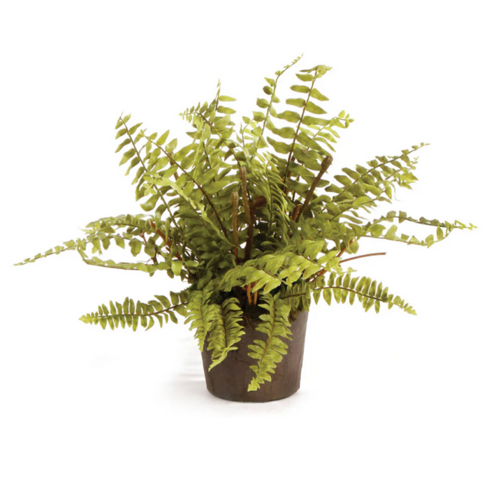 Boston Fern Drop-In, 12"