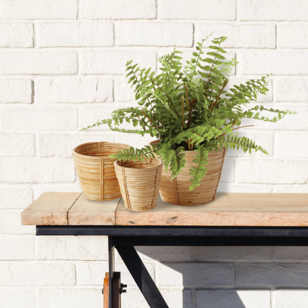 Boston Fern Drop-In, 12"