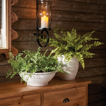 Boston Fern Drop-In, 12"