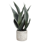 15" Sansevieria Plant in Cement Pot Two Tone Green