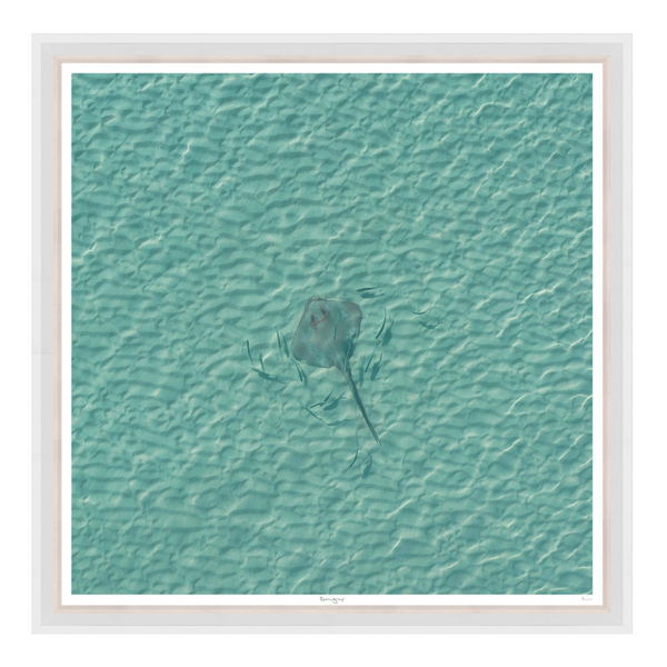 Stingray 29" x 29"