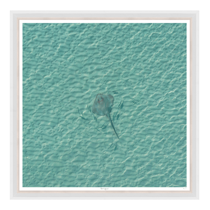 Stingray 29" x 29"