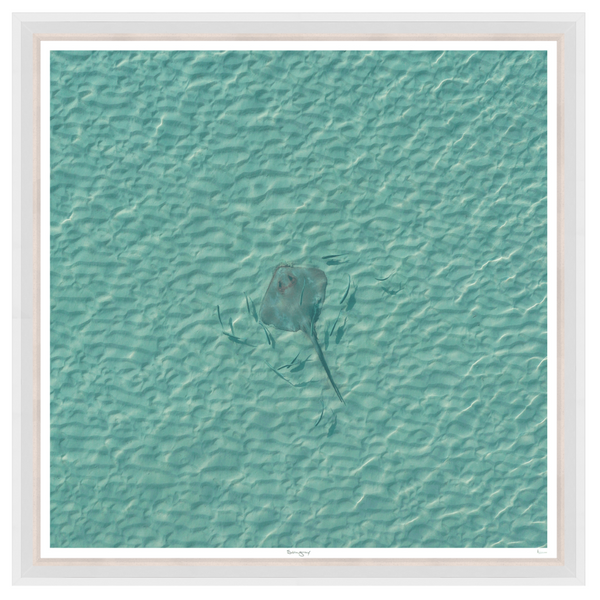 Stingray 42" x 42"