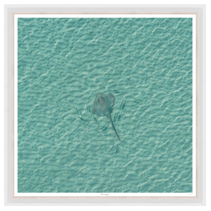 Stingray 42" x 42"