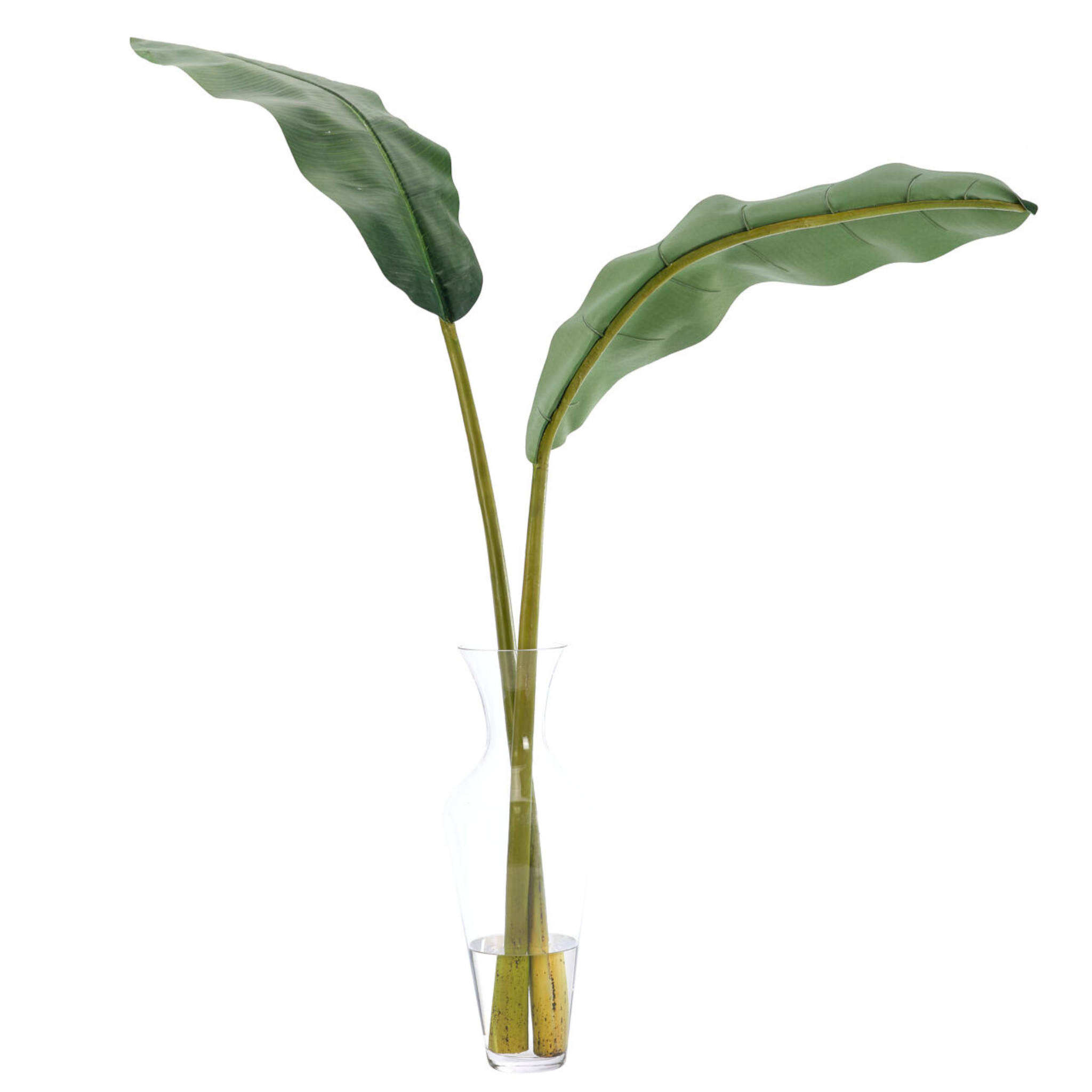 Banana Leaf, Glass Vase Faux Watergarden, 50"