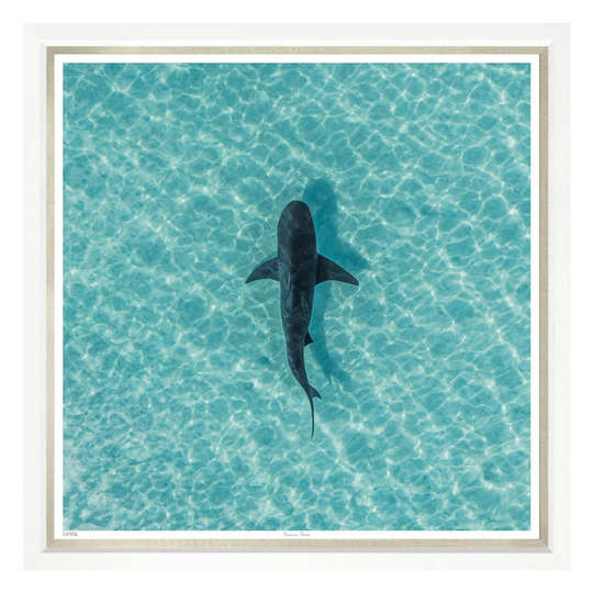 Bahamas Shark, 30" x 30"