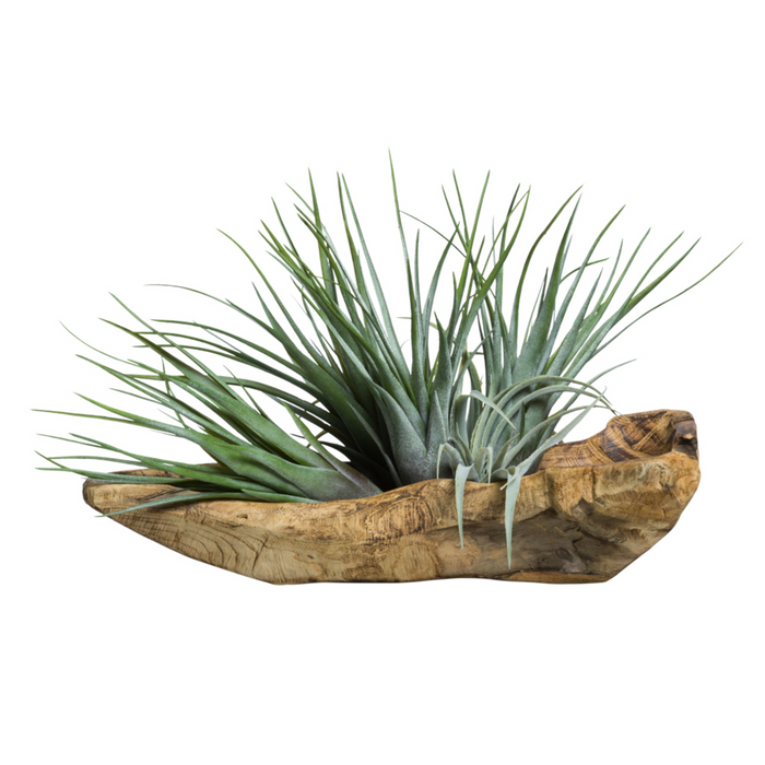 Tillandsia In Wood Branch,  24" W