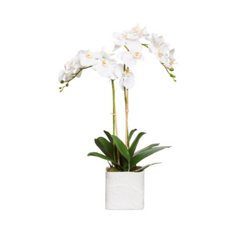 White Orchid In Medium White Linen Pot, 25"H