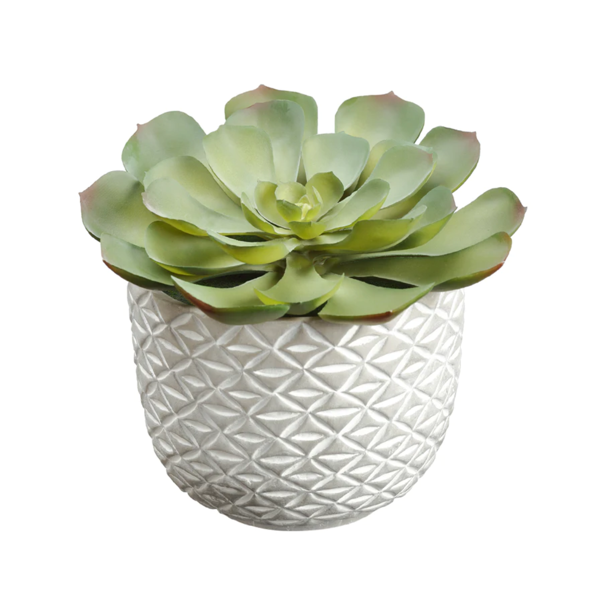 Echeveria in Cement Pot, Green, 7.25"