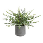 Fern In Cement Pot, Green, 15"