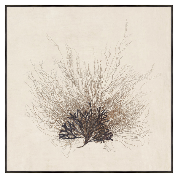 Sea Fan, 41" × 41"