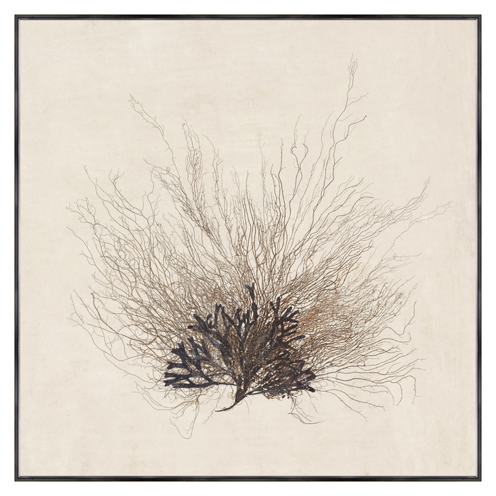 Sea Fan, 41" × 41"
