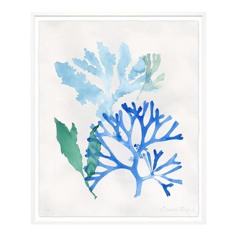 Watercolour Corals 4, 2 Sizes