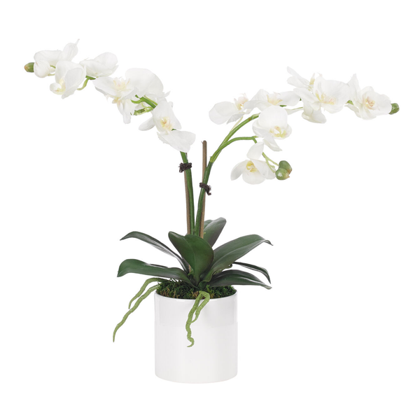 White Real Touch Orchid Phalaenopsis in Ceramic Pot, 17"H