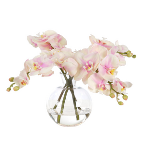 Orchid Phalaenopsis, Pink, Glass Vase, Faux Watergarden, 10"