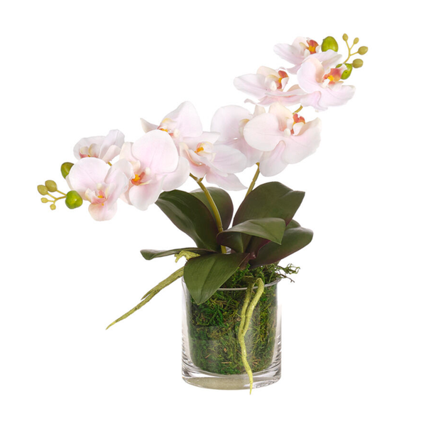 Pink Orchid Phalaenopsis in Glass Vase, 13"H