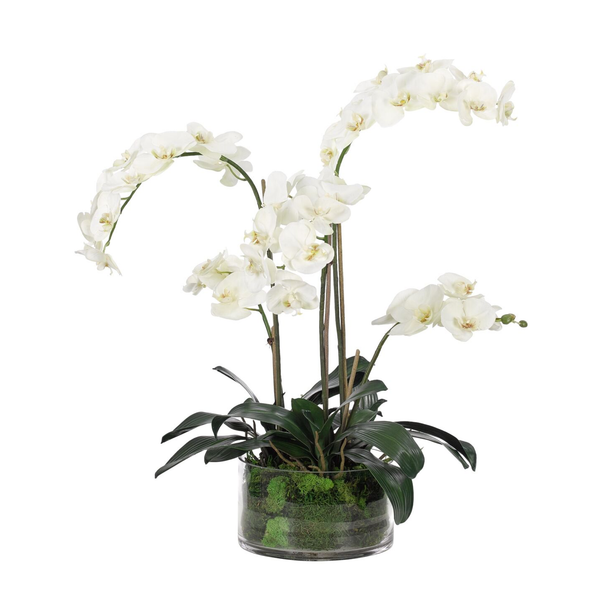 White Phalaenopsis Orchid Arrangement in Glass Vase, 28" H