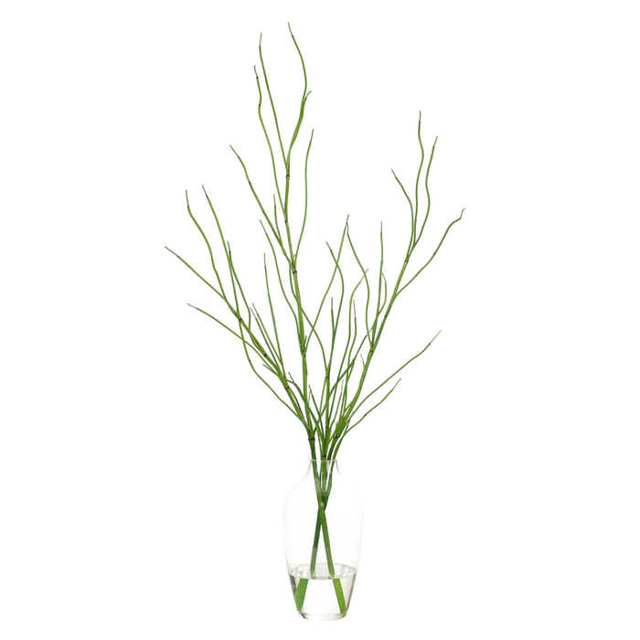 Equisetum Watergarden, 40"