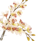 Green Cymbidium Orchids Silk Arrangement in Glass Bubble, 16" H