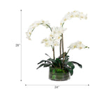 White Phalaenopsis Orchid Arrangement in Glass Vase, 28" H