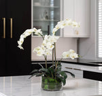 White Phalaenopsis Orchid Arrangement in Glass Vase, 28" H