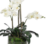 White Phalaenopsis Orchid Arrangement in Glass Vase, 28" H