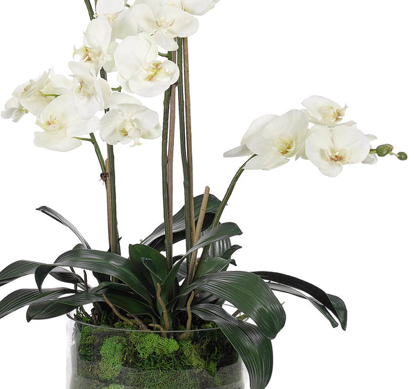 White Phalaenopsis Orchid Arrangement in Glass Vase, 28" H
