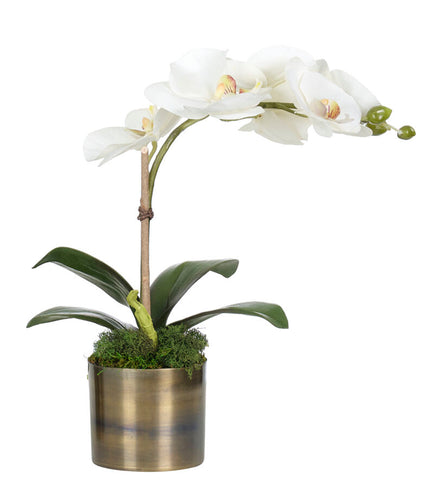 Orchid Phalaenopsis, White, Brass Vase Faux Arrangement, 12″