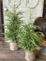 York Norfolk Pine Tree, 30"H