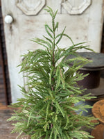 York Norfolk Pine Tree, 30"H