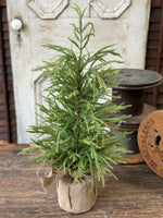 York Norfolk Pine Tree, 30"H