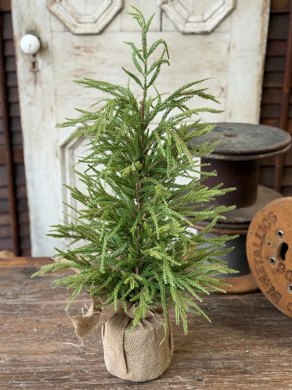 York Norfolk Pine Tree, 30"H