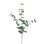 Spiral Eucalyptus Branch, 31"