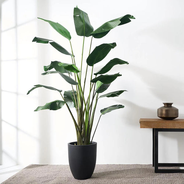 Bird of Paradise, 75"